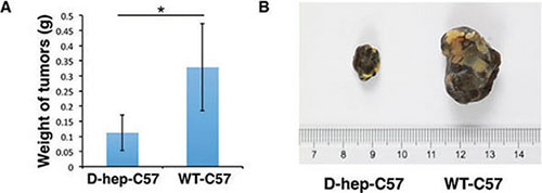 D-hep-C57 mice showed the ability to depress tumourigenicity of the mouse melanoma cell line B16-F10 cells.