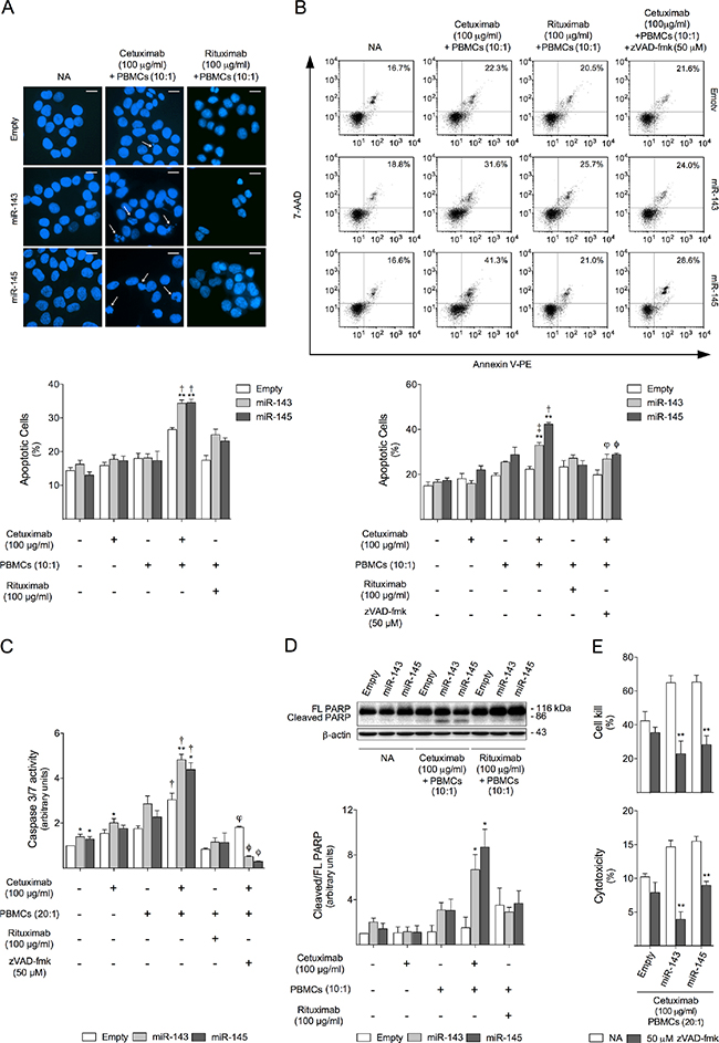 miR-143 or miR-145 overexpressing cells are more sensitive to cetuximab-mediated ADCC-induced apoptosis.