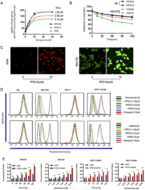PPD12 inhibits the activity of ABCB1 in MDR cells.