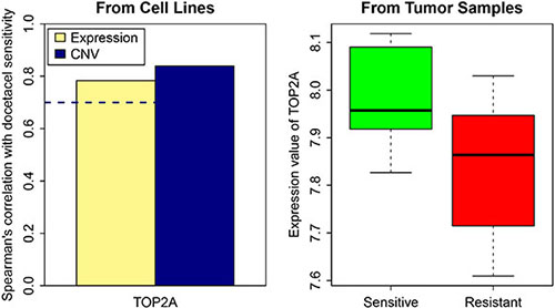 TOP2A gene expression and CNV in resistant and sensitive cell lines as well as in tumor samples.