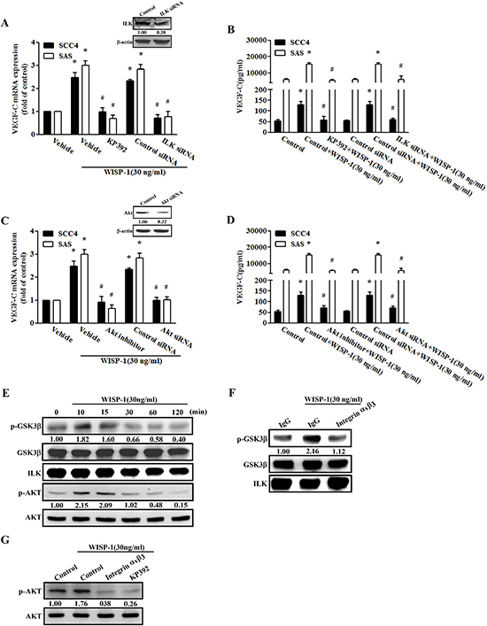 The ILK-dependent Akt signaling pathway is involved in WISP-1-induced VEGF-C expression.