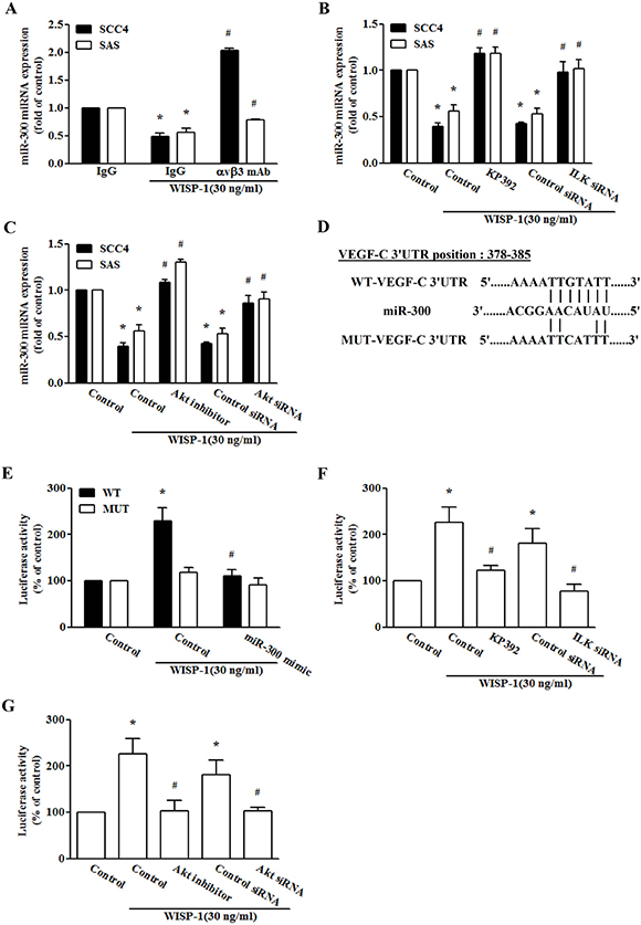 miR-300 directly represses VEGF-C expression via binding to the 3&prime;-UTR of human VEGF-C.