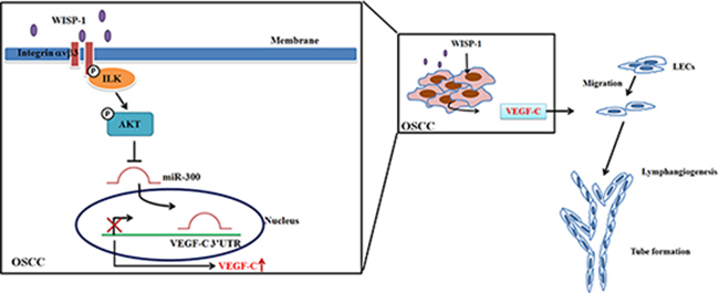 Schema of signaling pathways involved in WISP-1-promoted VEGF-C expression and lymphangiogenesis in OSCC.