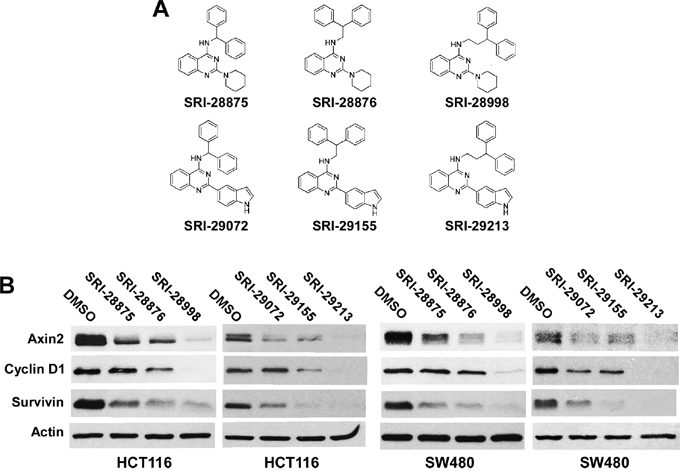 Effects of the six lead compounds on Wnt/&#x03B2;-catenin signaling in colorectal cancer cells.