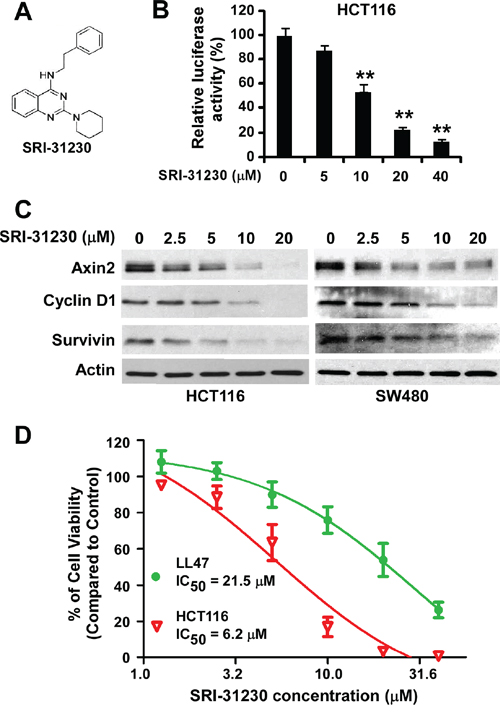Effects of the lead compound SRI-31230 on Wnt/&#x03B2;-catenin signaling in colorectal cancer cells.
