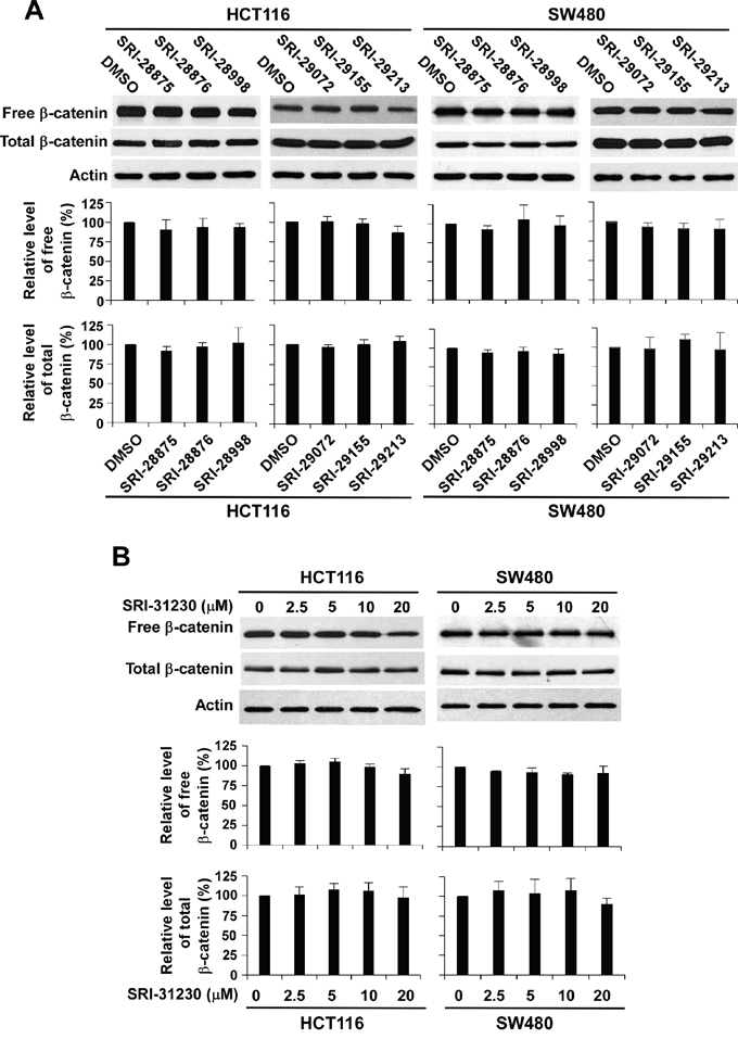 Effect of the seven lead compounds on levels of cytosolic free &#x03B2;-catenin and total &#x03B2;-catenin signaling in colorectal cancer cells.