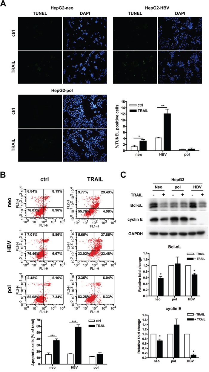 HBV carrying LFCD mutation inhibited TRAIL-induced cell apoptosis in HepG2 cells.