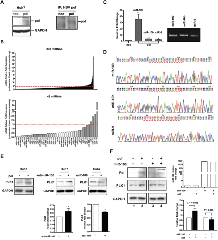 Binding inhibition of miR-100 by HBV preC-pol led to up-regulation of PLK1.