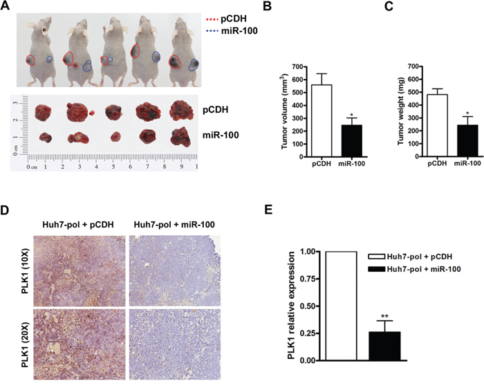 Suppression of tumor growth by miR-100 in Huh7-pol xenografts.