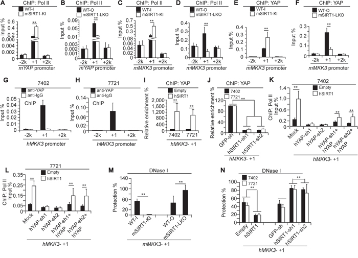 Mechanism underlying SIRT1-induced increases in MKK3 transcription via YAP.