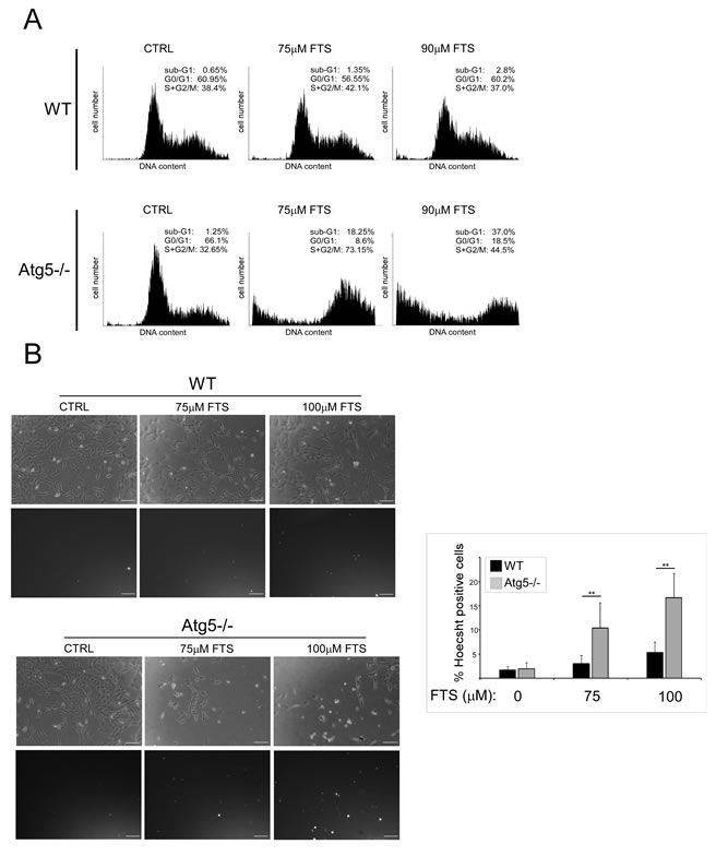 FTS induces death of Atg5