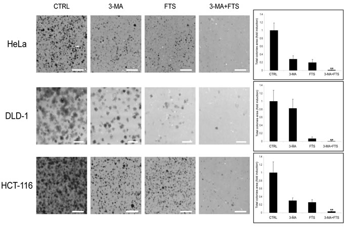 3-methyladenine enhances FTS-induced inhibition of cancer cell colonies formation.