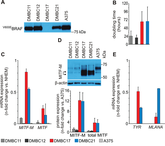 Molecular characteristics of patient-derived melanoma populations used in the study.