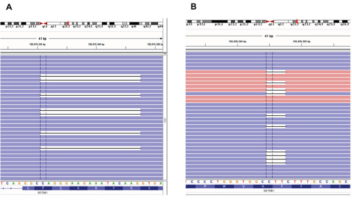 Frequent SETDB1 mutations in MPM patients.