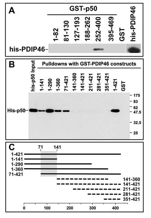 Mapping of the interaction sites between p50 and PDIP46.