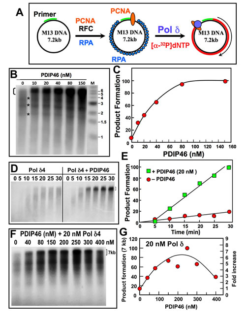 PDIP46 stimulates product formation by Pol &#x3b4;4 in the M13 assay.