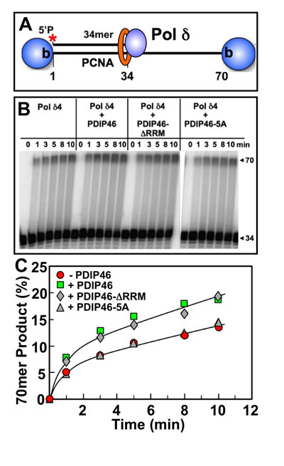 Effects of PDIP46, PDIP46-&#x2206;RRM and PDIP46-5A on primer extension by Pol &#x3b4; on oligonucleotide substrates in the presence of PCNA.