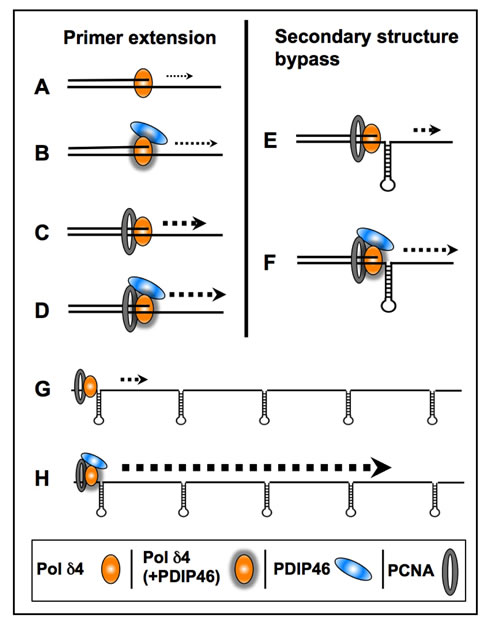Diagrammatic summary of the effects of PDIP46 on Pol &#x3b4;4 activity.