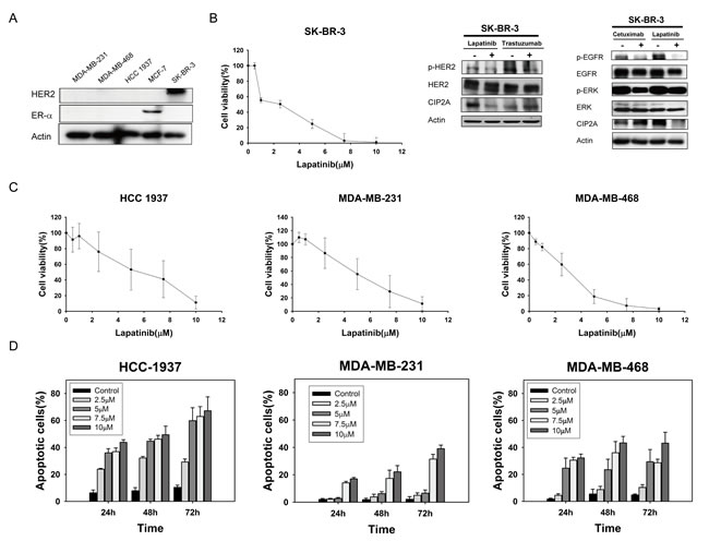 Lapatinib exerts anti-proliferative and apoptotic-inducing effects in triple-negative breast cancer (TNBC) cells.