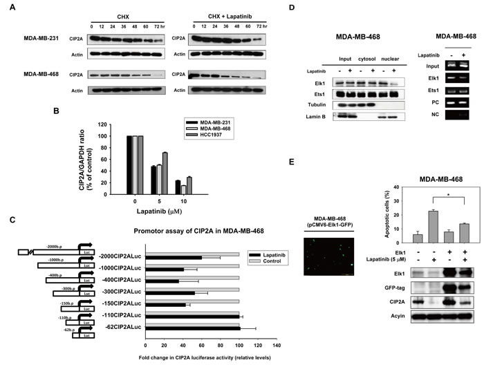 Lapatinib inhibits transcription of CIP2A.