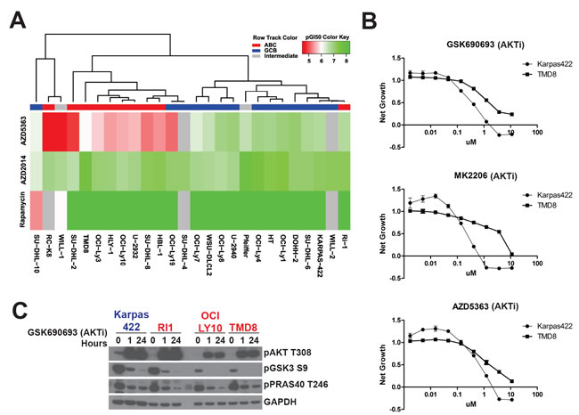 DLBCL subtypes have different sensitivities to AKT inhibitors.