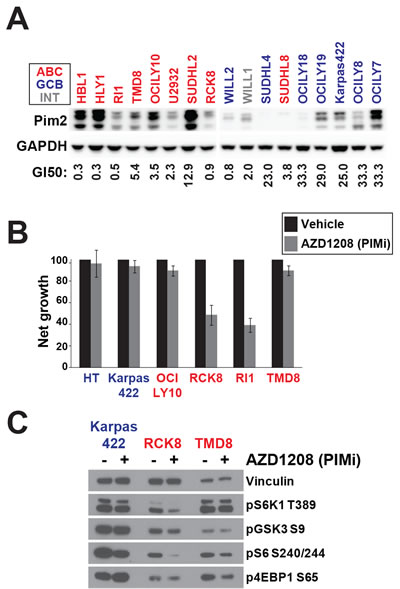 PIM can regulate AKT-independent mTOR signalling.