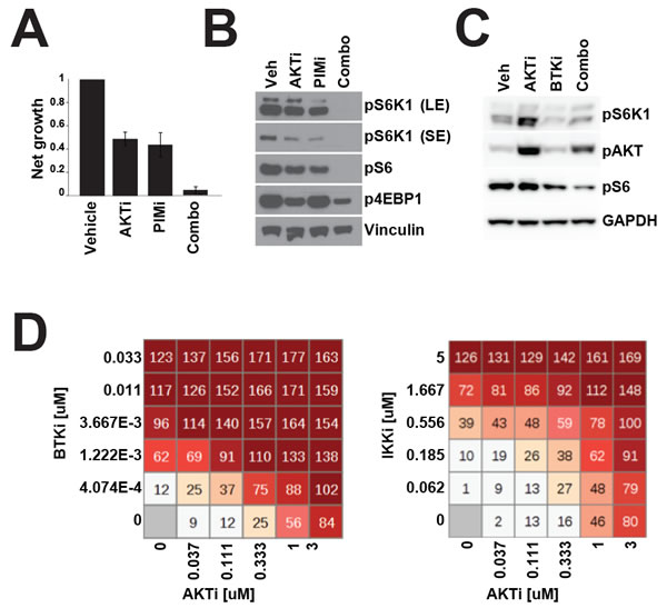 Combination therapy more effectively inhibits mTOR signalling.