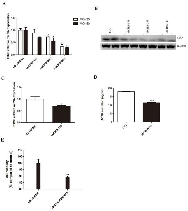 CIRP knockdown inhibits ACTH secretion and cell proliferation in AtT20 cells.