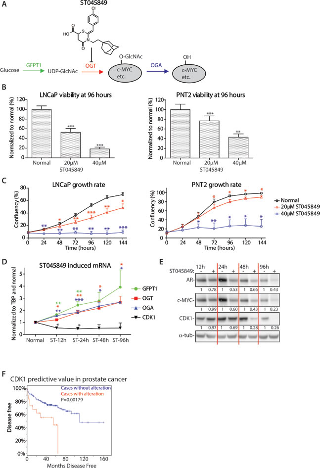 Effects of OGT inhibition on cell viability and establishment of the dose for metabolomics.