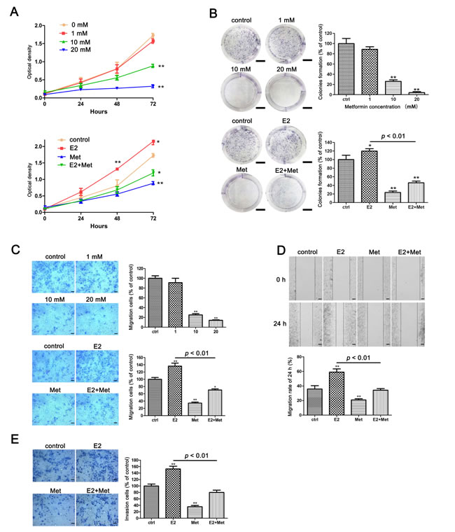 Metformin inhibits E2-induced proliferation, migration, and invasion in Ishikawa cells.