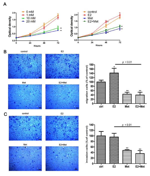 Metformin inhibits E2-induced proliferation and migration in KLE cells.