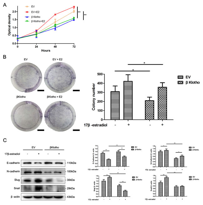 &#x3b2;Klotho expression inhibits 17&#x3b2;-estradiol-induced cell proliferation and EMT in Ishikawa cells.
