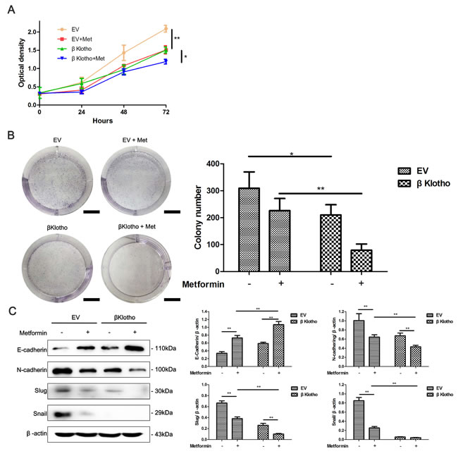 &#x3b2;Klotho expression and metformin show synergetic inhibitory effects on the proliferation and EMT in Ishikawa cells.