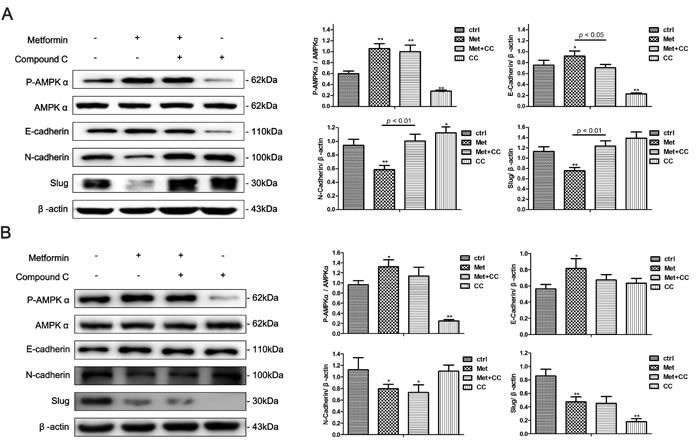 AMPK&#x3b1; inhibition partly blocks metformin-induced EMT reversal in endometrial adenocarcinoma cells.