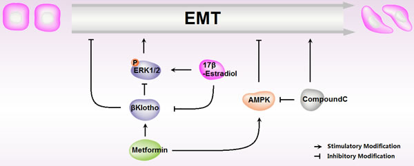 Schematic representation of metformin roles in 17&#x3b2;-estradiol-induced Epithelial-to-Mesenchymal Transition in endometrial adenocarcinoma cells.