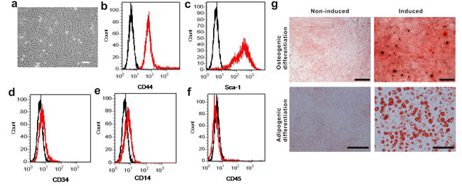 Phenotypic characterization of mouse BM-MSCs.