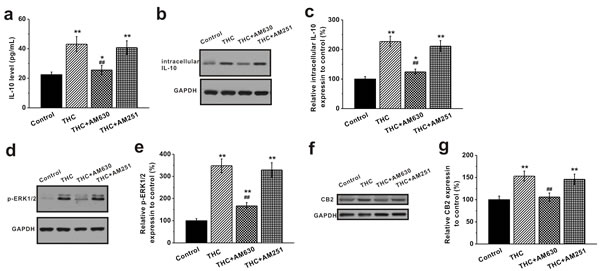 Activation of CB2 receptors by THC stimulates IL-10 release and the ERK pathway in BM-MSCs.