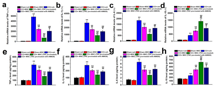 TNF-&#x3b1; (a and e), IL-1&#x3b2; (b and f), IL-6 (c and g) and IL-10 (d and h) mRNA expression and protein content in ipsilateral sciatic nerve of experimental mice 7 days after MSC administration.
