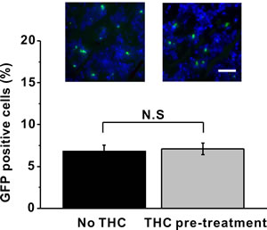 THC pre-treatment has no impact on the percentage of GFP-labeled BM-MSCs in the sciatic nerve 24 h after administration.