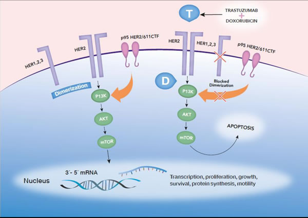 HER2 dimerizes with other partners from the HER2 family, activating intracellular proliferative pathways.