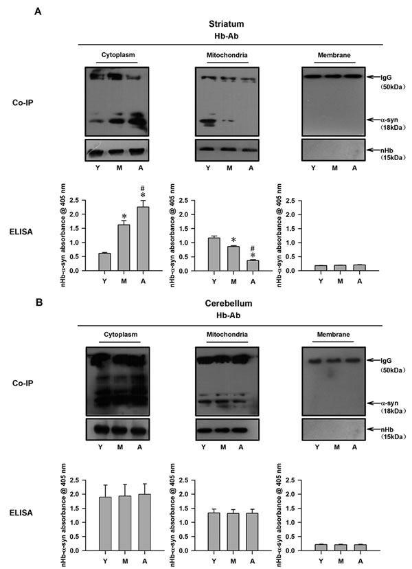 Detection of nHb-&#x3b1;-syn complex in cytosolic-, mitochondrial-, membrane fractions of monkey brains.