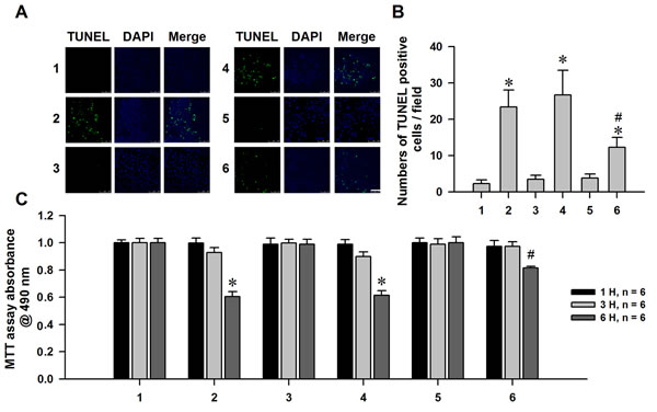 Neuroprotective effect of nHb against &#x3b1;-syn induced dopaminergic neuronal cells injuries.