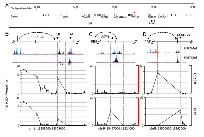 Chromatin interactions at 9p22 in ovarian cancer cell lines.