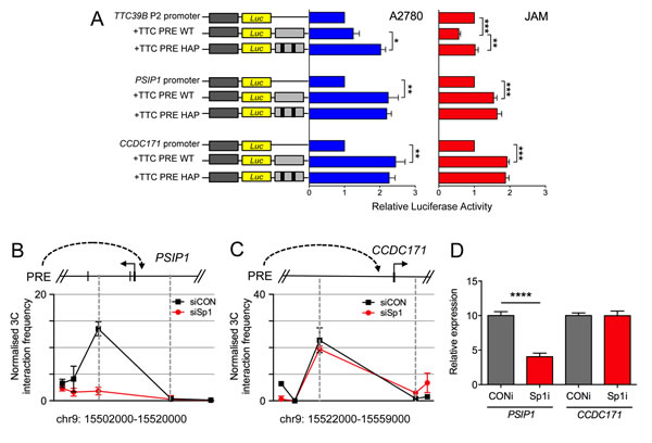 Evaluation of the function of rs72700653 and rs7874043 in ovarian cancer cell lines.