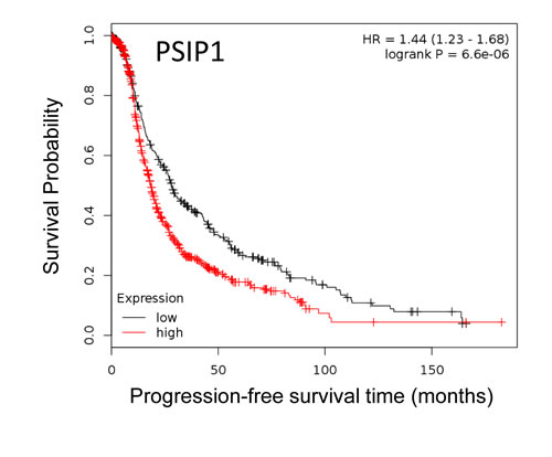 Kaplan-Meier curves of association between expression of PSIP1 with PFS in EOC.