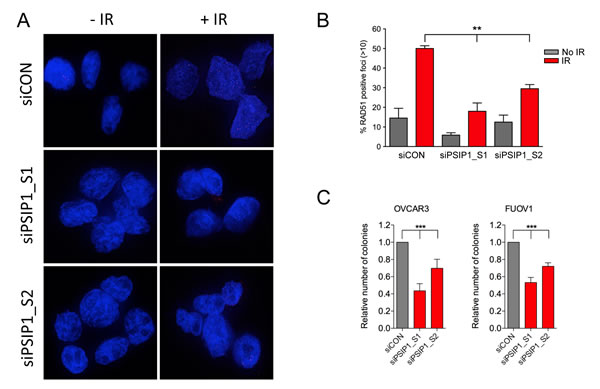 PSIP1 inhibition impaired DNA damage-induced homologous recombination function in ovarian cancer cell lines.