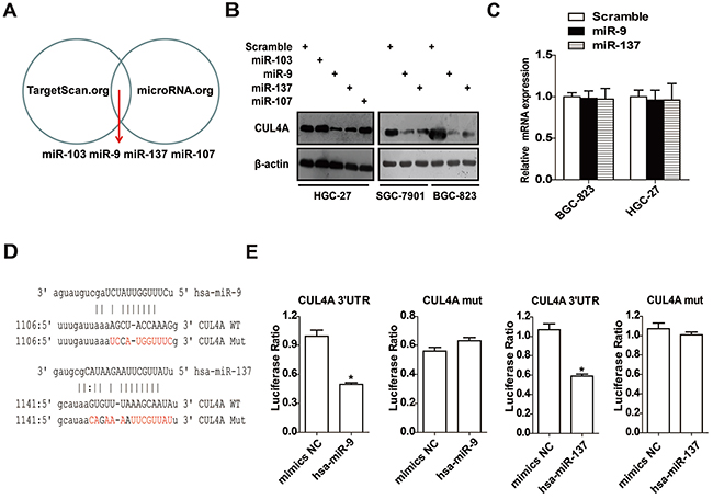 CUL4A is a direct target of miR-9 and miR-137.