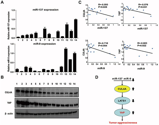 Clinical relevance of the miR-9/137-CUL4A-Hippo signaling axis in fresh GC tissues.
