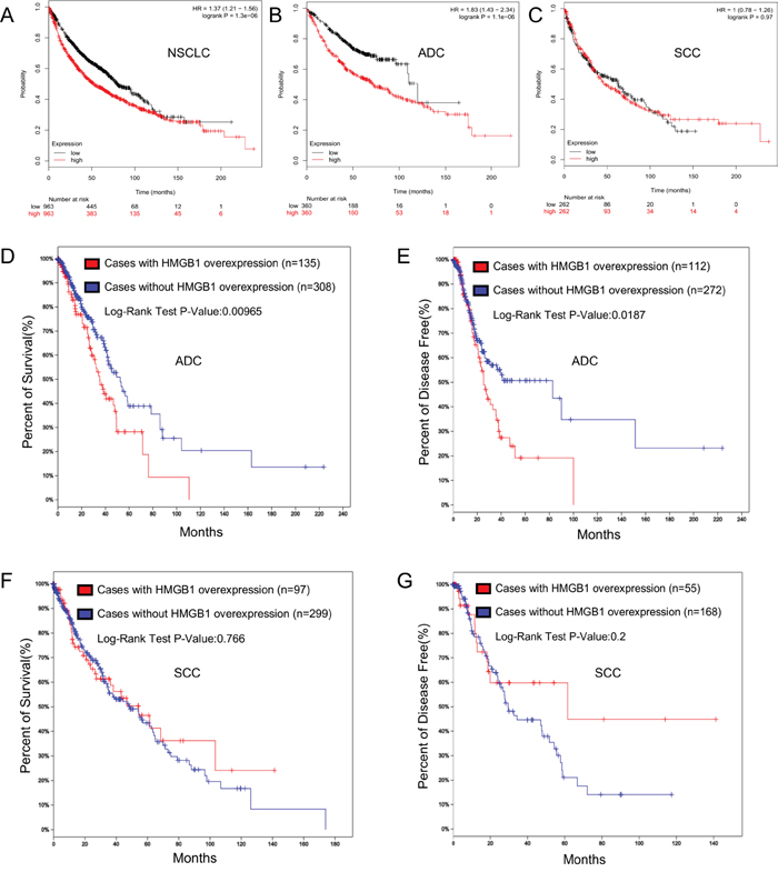 HMGB1 expression is correlated with the survival rate of NSCLC patients.