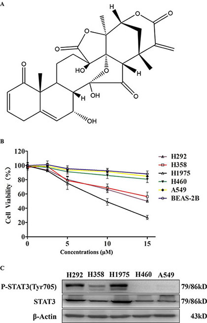 Physalin A exerts anti-proliferative effects in human NSCLC cells with activated STAT3.